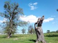 Ciotul unui stejar Ciotul unui stejar