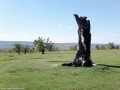 Pasunea cu stejari seculari - Mercheasa Ciot ars Mercheasa pasune stejari seculari