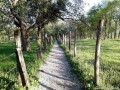 Poteca printre gradini Viscri biserica evangelica fortificata cetate taraneasca