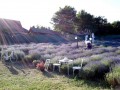 Lavanda Erika - Murgesti Tufe de lavanda Murgesti lavanda Erika