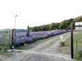 Dealul cu lavanda - Bezid Poarta de intrare Bezid deal lavanda