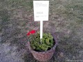 Intrare 10 lei Bezid deal lavanda