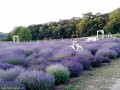 Dealul cu lavanda