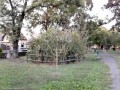 Arbori plantati dens