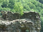 Viata pe ruine