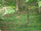 Valea paraului Oroci Ras Valea paraul Oroci