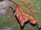Pestera cu apa minerala Benedek Elek - Batanii Mici Stalactita pestera apa minerala