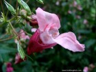 Impatiens glandulifera