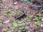 Salamandra Salamandra