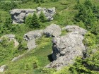 Stancile Tamau Ciuperci Stancile Tamau ciuperca piatra