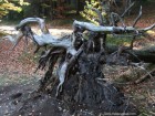 Monstrul de langa lac lacul sfanta ana monstru