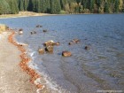 Piatra ovala - Lacul Sfanta Ana Pietrele din apa lacul sfanta ana pietre