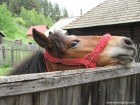 Valea Garbea Curiozitate Valea Garbea