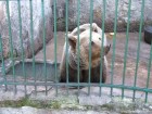 Parcul zoologic Cozla - Piatra Neamt Urs 1 Zoo Piatra Neamt parc zoologic Cozla
