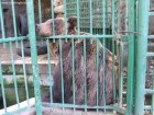Parcul zoologic Cozla - Piatra Neamt Urs 3 Zoo Piatra Neamt parc zoologic Cozla