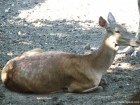 Parcul zoologic Cozla - Piatra Neamt Ciuta Zoo Piatra Neamt parc zoologic Cozla