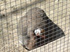 Parcul zoologic Cozla - Piatra Neamt 7782 Zoo Piatra Neamt parc zoologic Cozla