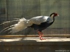 Parcul zoologic Cozla - Piatra Neamt 7784 Zoo Piatra Neamt parc zoologic Cozla