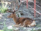 Parcul zoologic Cozla - Piatra Neamt Cerb Zoo Piatra Neamt parc zoologic Cozla