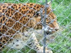 Leopard 1 Leopard 1