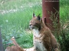 Ras Zoo Targu Mures