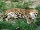 Zoo Targu Mures - Platoul Cornisa - Targu Mures Leopard 2 Zoo Targu Mures