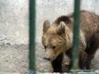 Zoo Targu Mures - Platoul Cornisa - Targu Mures Ursulet Zoo Targu Mures