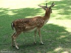 Zoo Targu Mures - Platoul Cornisa - Targu Mures Cerb axis 2 Zoo Targu Mures