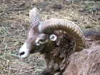 Zoo Targu Mures - Platoul Cornisa - Targu Mures Berbec Zoo Targu Mures