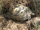 Broasca testoasa dobrogeana Broasca testoasa dobrogeana Culmea Pricopanului