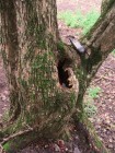 Cetatea Deva Scorbura geocutia cetatea Deva