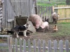 Ferma animalelor Ferma animalelor