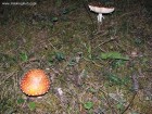 Ciuperci otravitoare capela Band Valea Rece