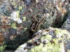 Piatra Corbului - Rosia Montana Soparla Piatra Corbului Rosia Montana