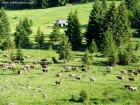 Piatra Tabulata - Siculeni Turma de vaci Piatra Tabulata Siculeni muntii Harghita