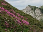 Covor de rhododendron