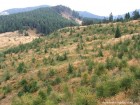 Priveliste spre nord Muntele Cucu Harghita belvedere