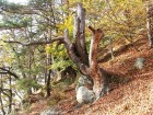 Fortareata de piatra - Piatra Soimului - Oituz Balaurul cu 4 capete Piatra Soimului fortareata