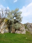 Cheile Dobrogei Primavara Cheile Dobrogei