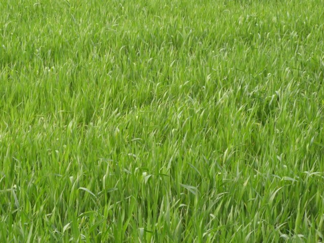 Verde Poza: andrixnet Mlastina Neajlovului