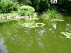 Lumea pierduta din gradina botanica Grădina japoneză