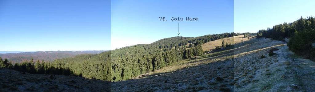 Urcând spre Șoiul Mare prin poienile Gruiului cu Brândușe Varful Soiul Mare - Muntii Ciucului