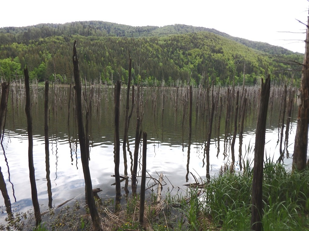 Lacul Cuejdel - II