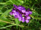 Poroinic - Anacamptis morio