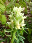Bozior - Dactylorhiza sambucina