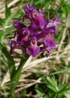 Bozior - Dactylorhiza sambucina