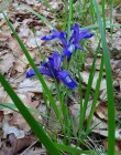 Stnjenel-mic-de-munte - Iris ruthenica Bodvaj