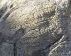 Piele de elefant pe Stânca cea mare Piele de elefant pe Stânca cea mare