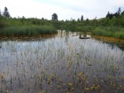 Lacul Asau, detaliu