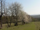 Ciresii de pe dealul Bogdana Ciresii de pe dealul Bogdana